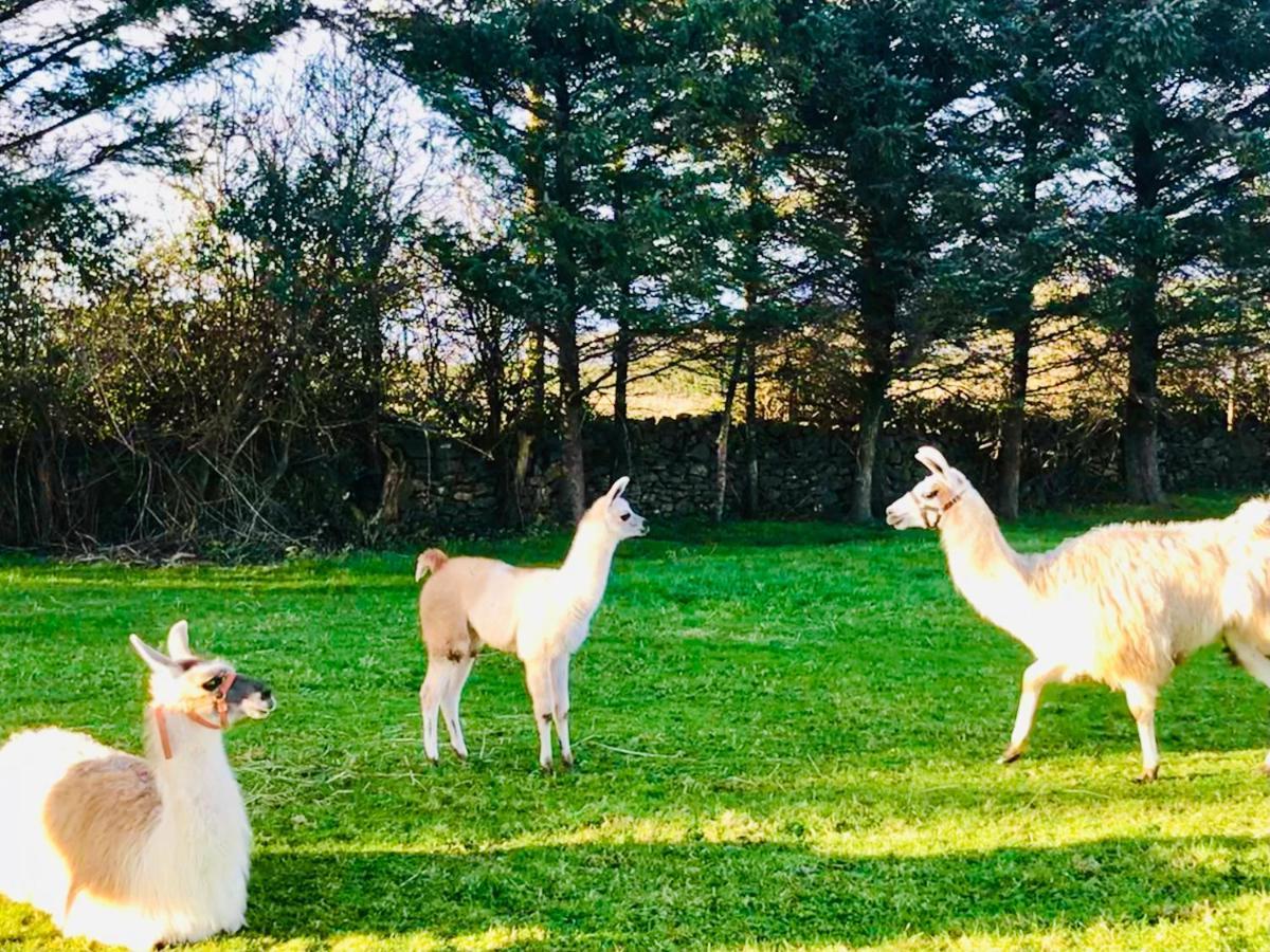 The Beautiful Lazy Llama Shepherd Hut Farm Stay Ballyshannon Exterior foto